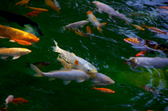 Kenny’s Bargain Bits 3/16" Pond Pellets 32% Protein - Spring to Fall Maintenance Diet for Adult Koi and Pond Fish