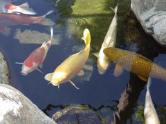 Kenny’s Bargain Bits 3/16" Pond Pellets 32% Protein - Spring to Fall Maintenance Diet for Adult Koi and Pond Fish
