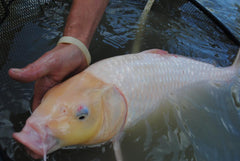Kenny’s Bargain Bits 3/16" Pond Pellets 32% Protein - Spring to Fall Maintenance Diet for Adult Koi and Pond Fish