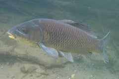 Kenny’s Bargain Bits 3/16" Pond Pellets 32% Protein - Spring to Fall Maintenance Diet for Adult Koi and Pond Fish