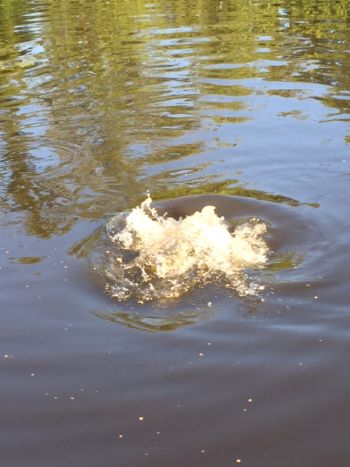 Kenny's Peppy Pellets can be fed to any medium sized koi or pond fish.