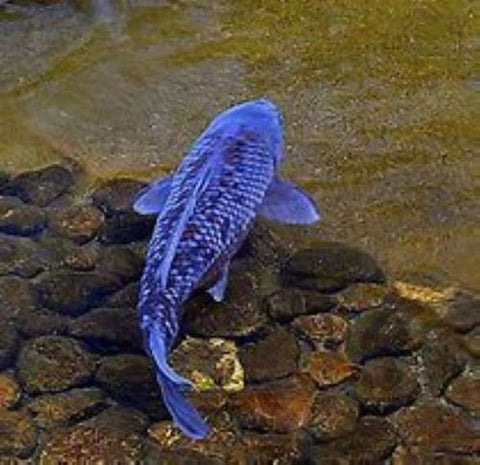 Kenny's Vibrant Vittles will enhance your koi's natural beauty!