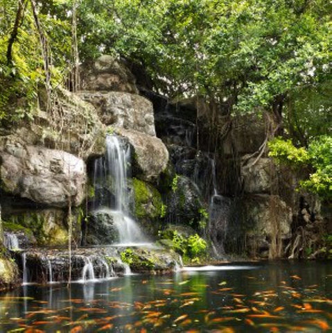 America's Best Koi Food offers a variety of fish foods for koi and pond fish from fry crumbles to fingerling micro pellets and adult large sized pellets.