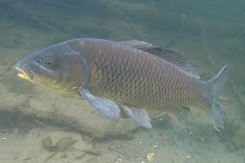 Economical Fish Food for All Pond Fish